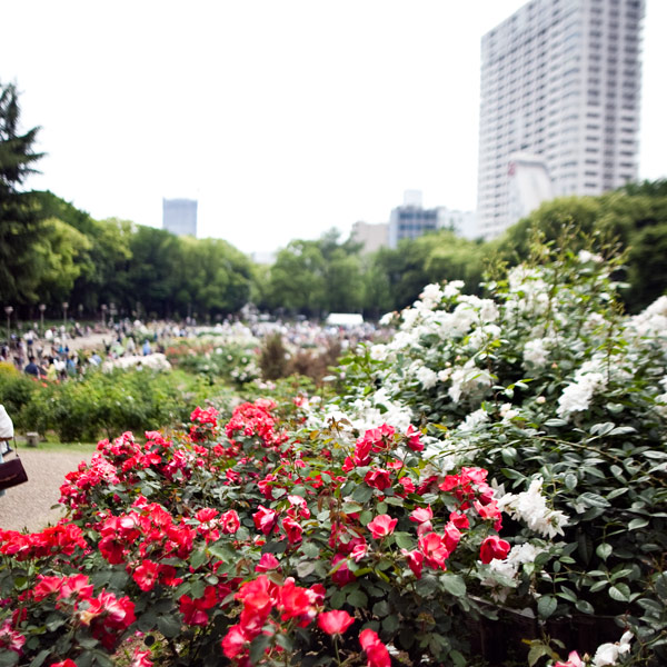 大阪 靱公園 バラ 祭 2015 rose festa
